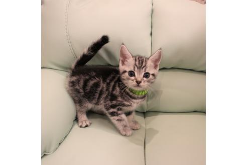 成約済の大阪府のアメリカンショートヘア-6112の1枚目